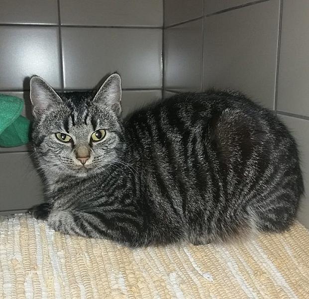 Kattenpraat