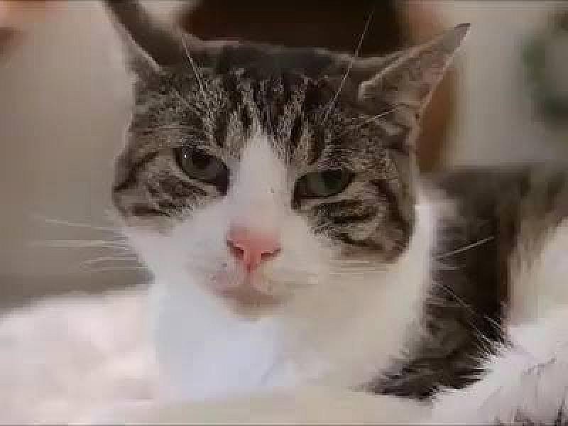Kattenpraat