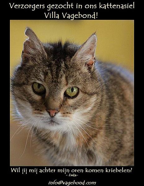 Kattenpraat