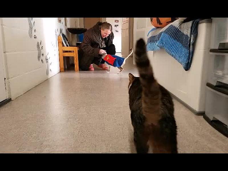 Kattenpraat
