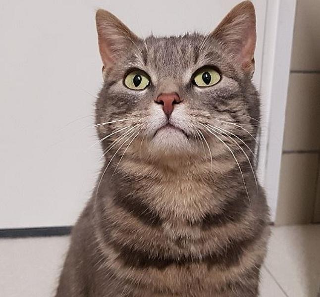 Kattenpraat