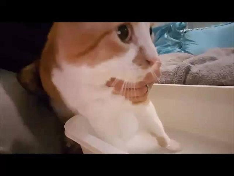 Kattenpraat