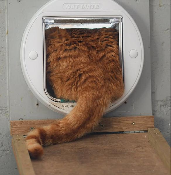 Kattenpraat