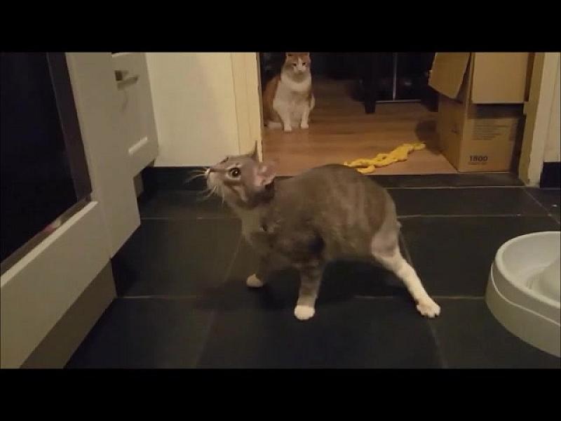 Kattenpraat