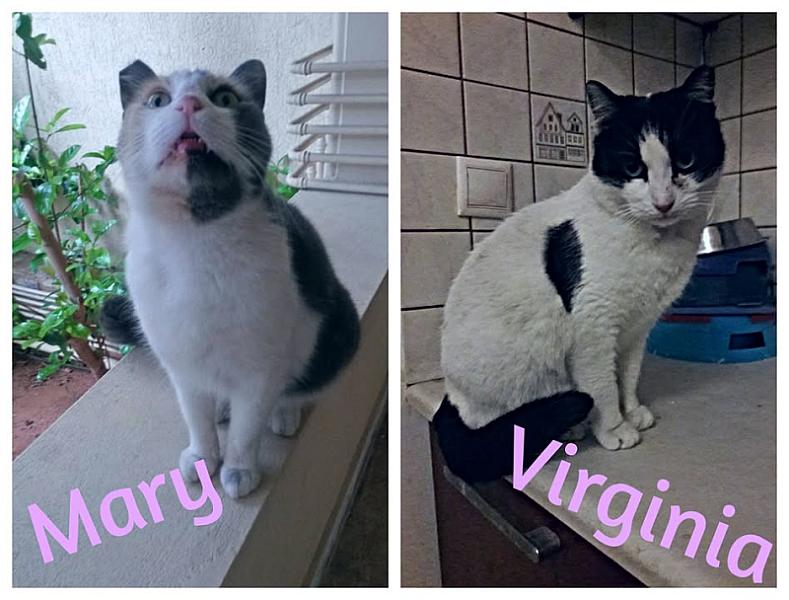 Kattenpraat