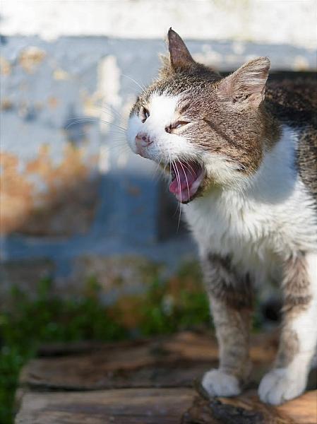 Kattenpraat