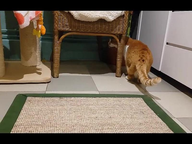 Kattenpraat