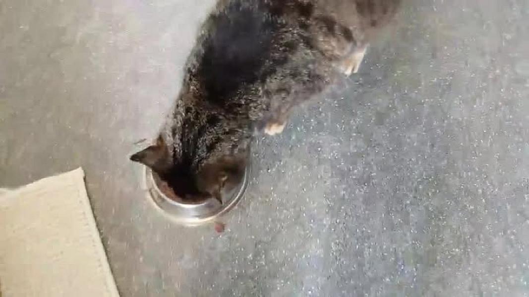 Kattenpraat