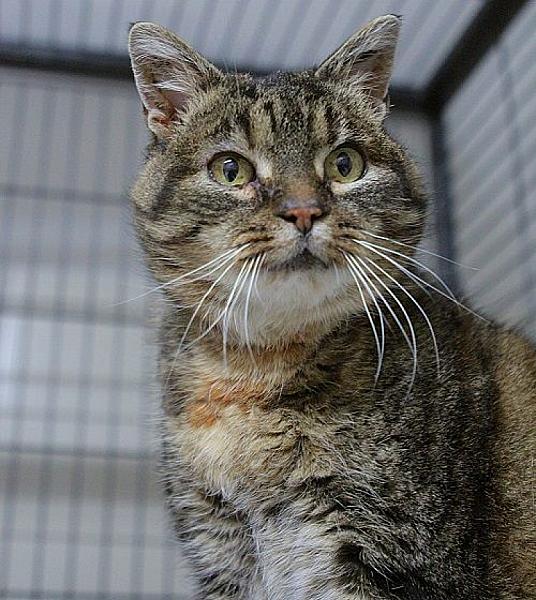 Kattenpraat