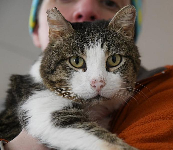 Kattenpraat