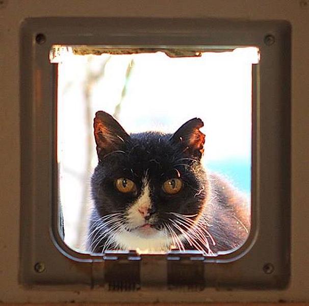 Kattenpraat