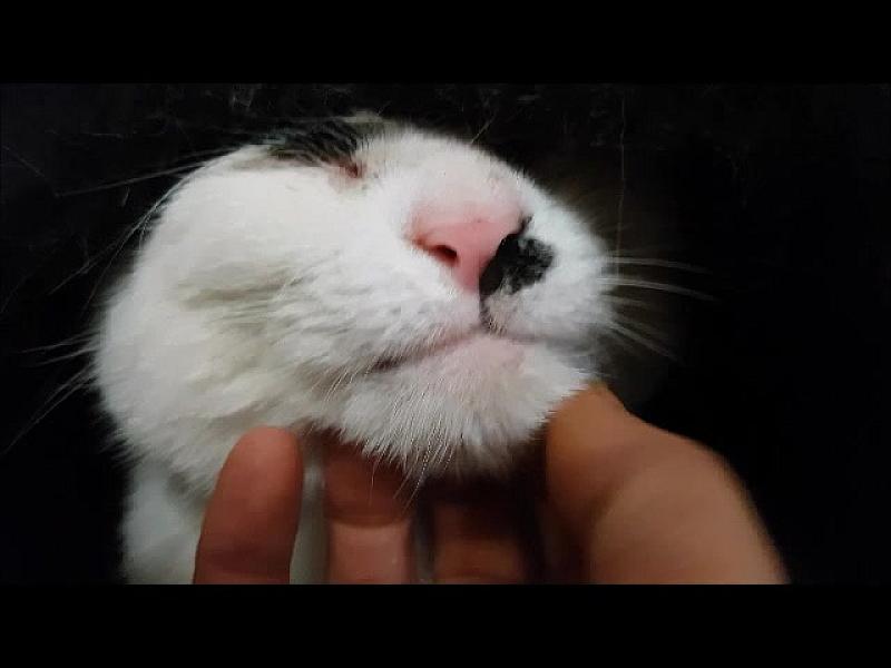 Kattenpraat