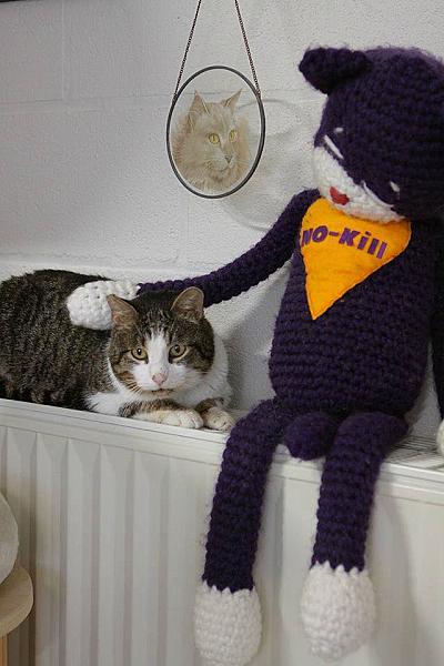 Kattenpraat