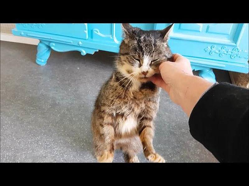 Kattenpraat