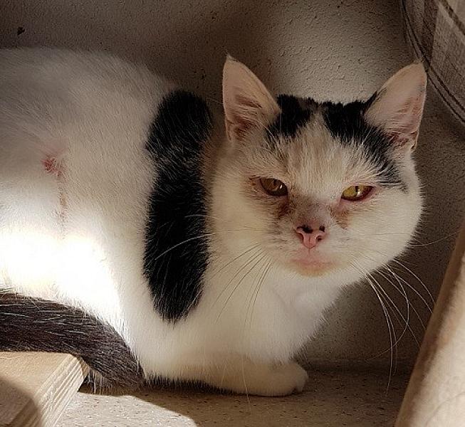 Kattenpraat