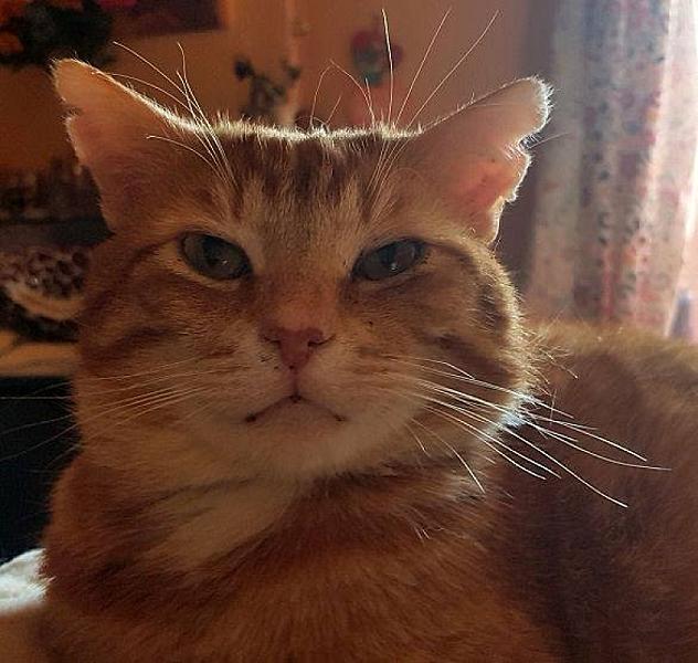 Kattenpraat