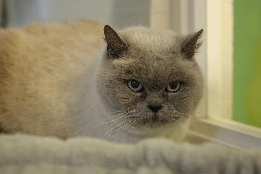 Kattenpraat
