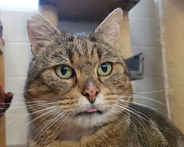 Kattenpraat