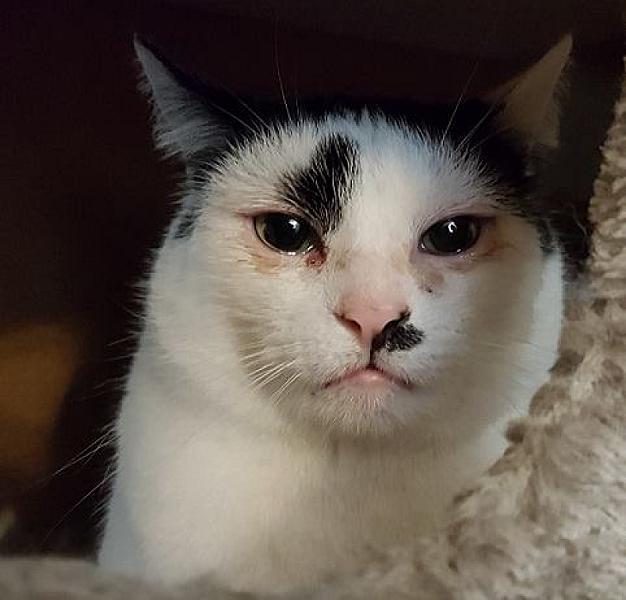 Kattenpraat