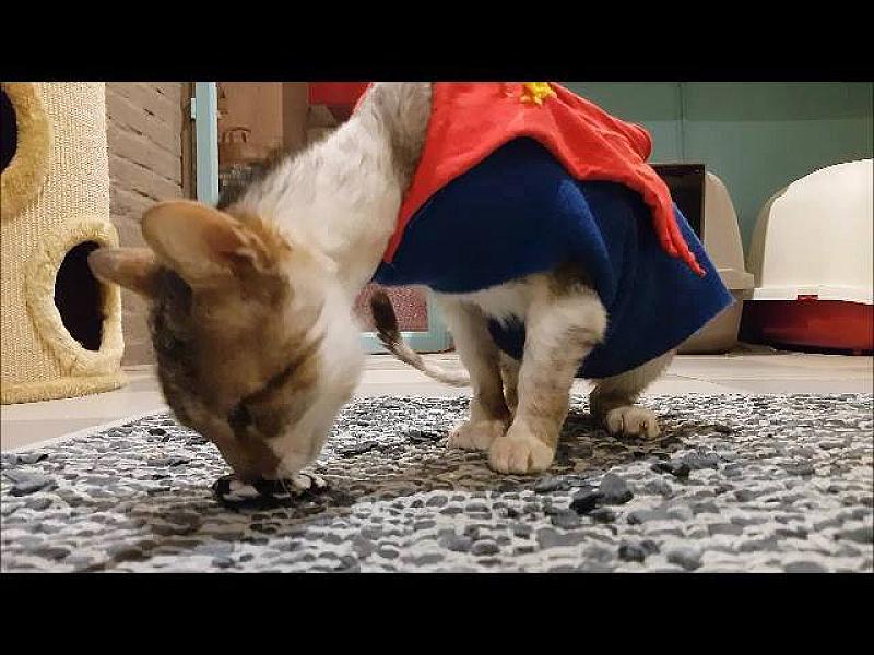 Kattenpraat