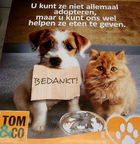 Kattenpraat