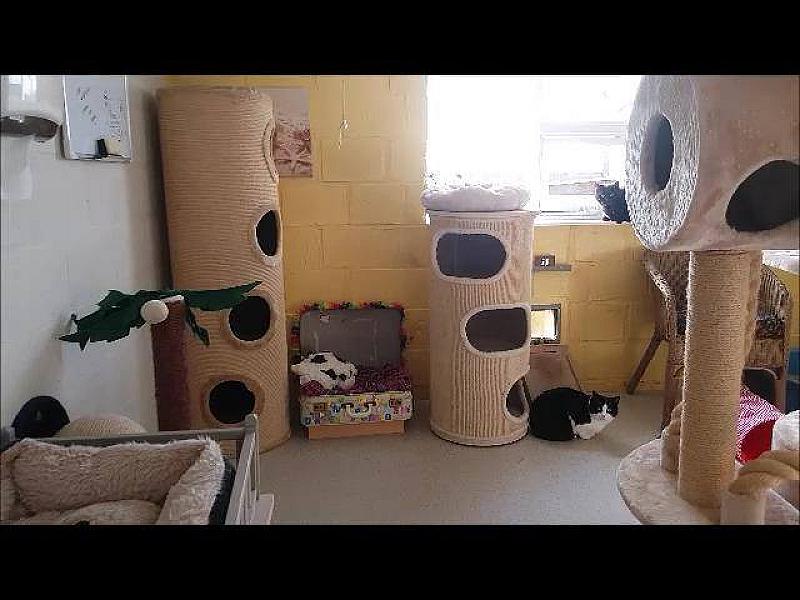 Kattenpraat