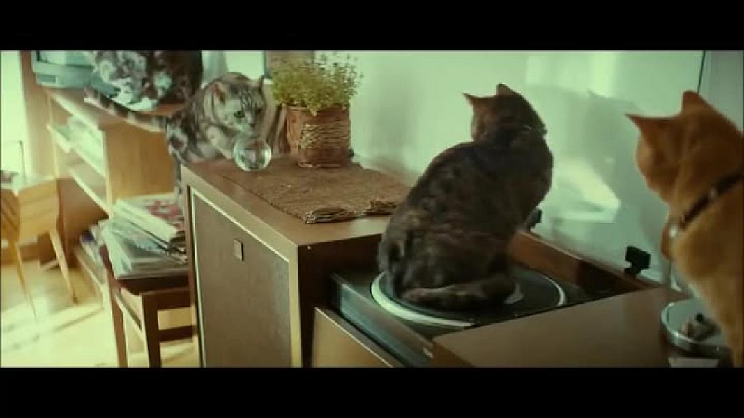 Kattenpraat