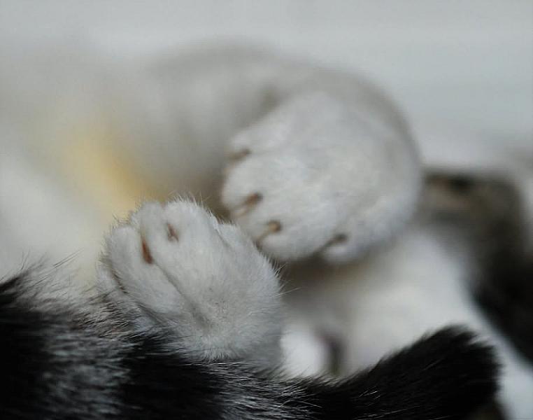 Kattenpraat