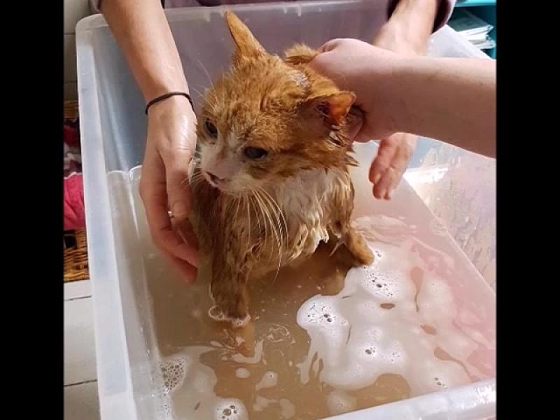 Kattenpraat
