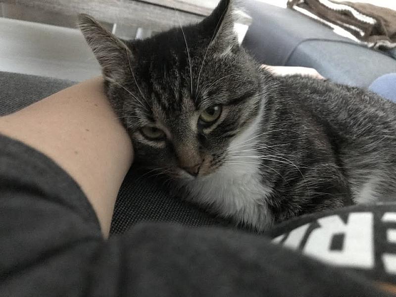Kattenpraat