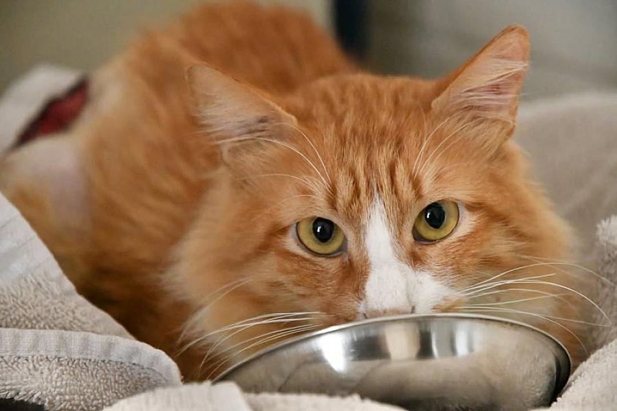 Kattenpraat