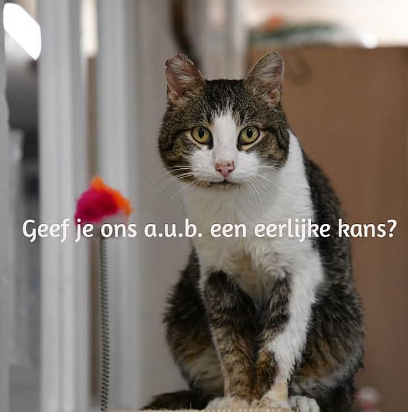 Kattenpraat