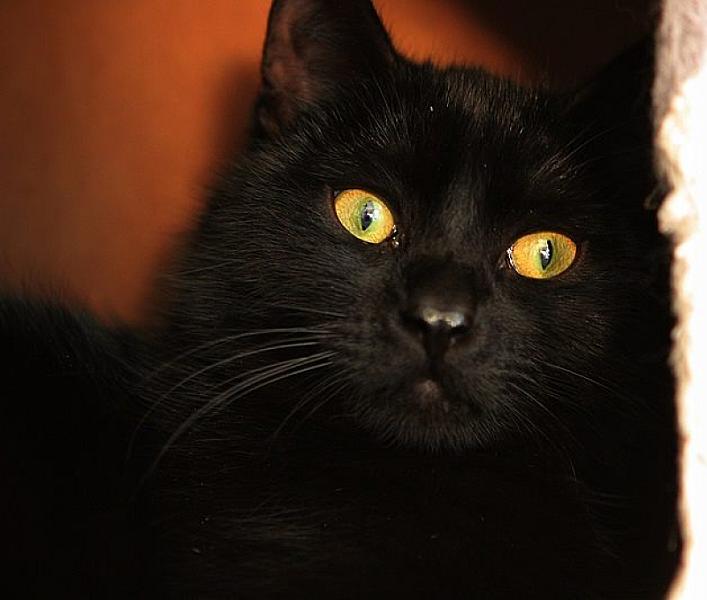 Kattenpraat