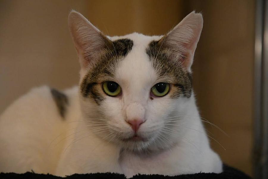 Kattenpraat