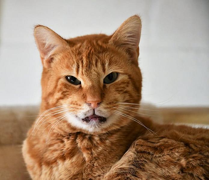 Kattenpraat