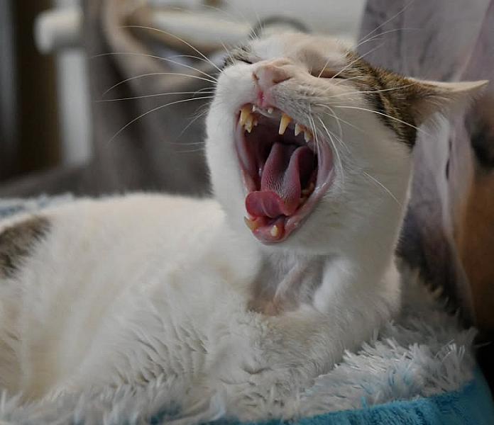Kattenpraat