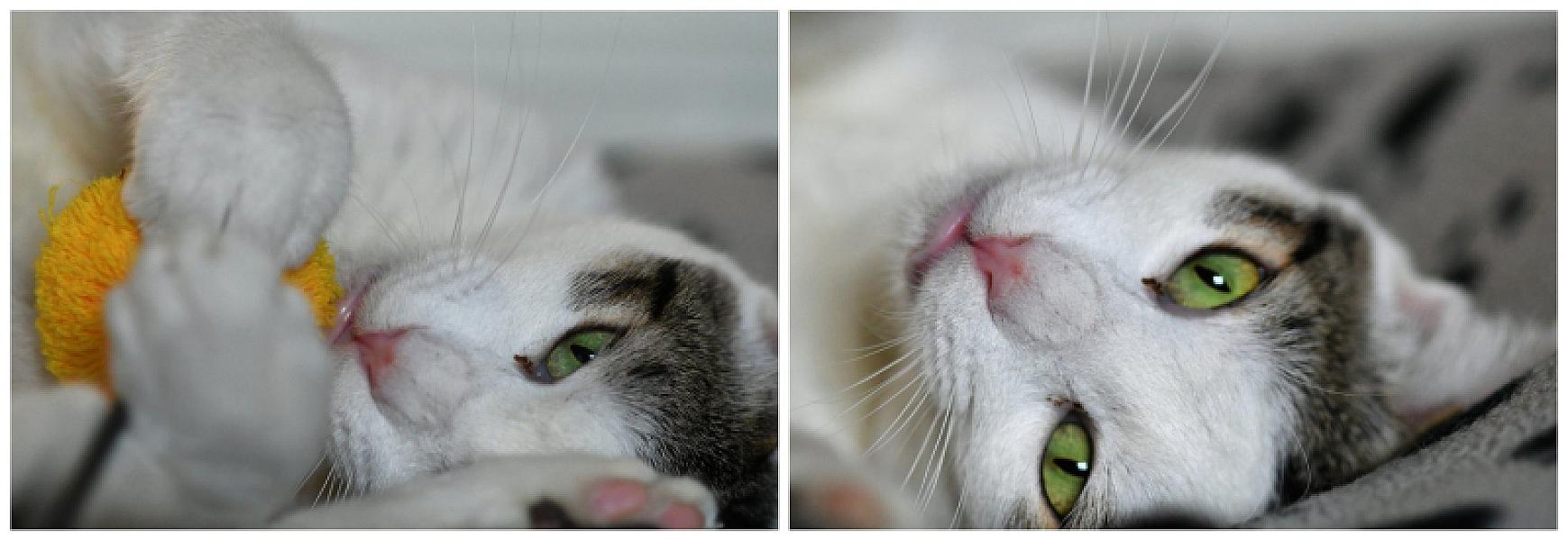Kattenpraat