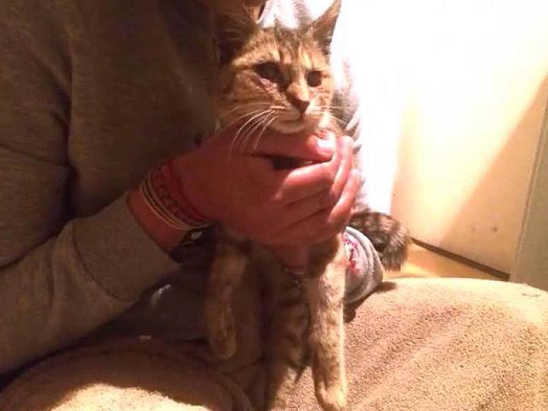 Kattenpraat