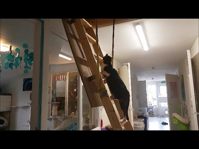 Kattenpraat