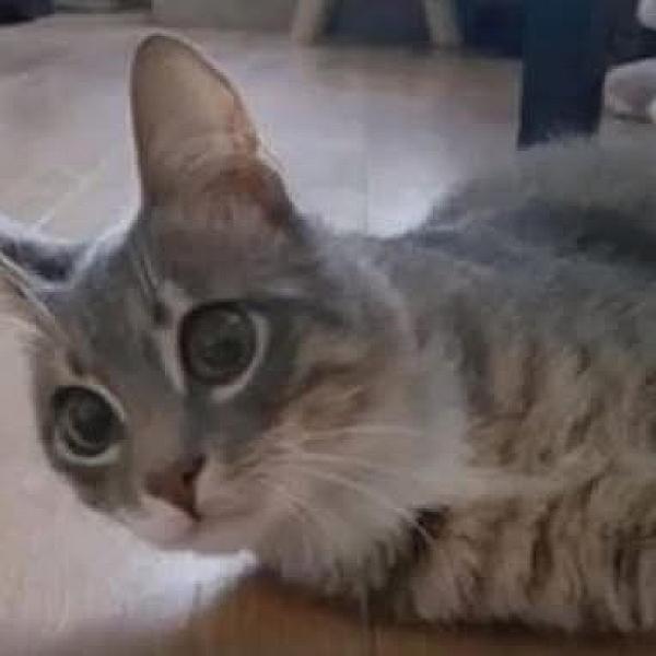 Kattenpraat
