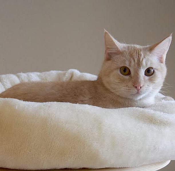 Kattenpraat