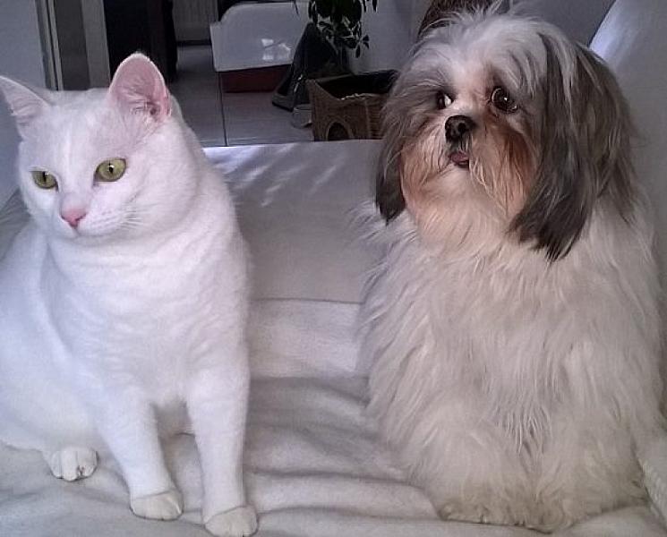 Kattenpraat