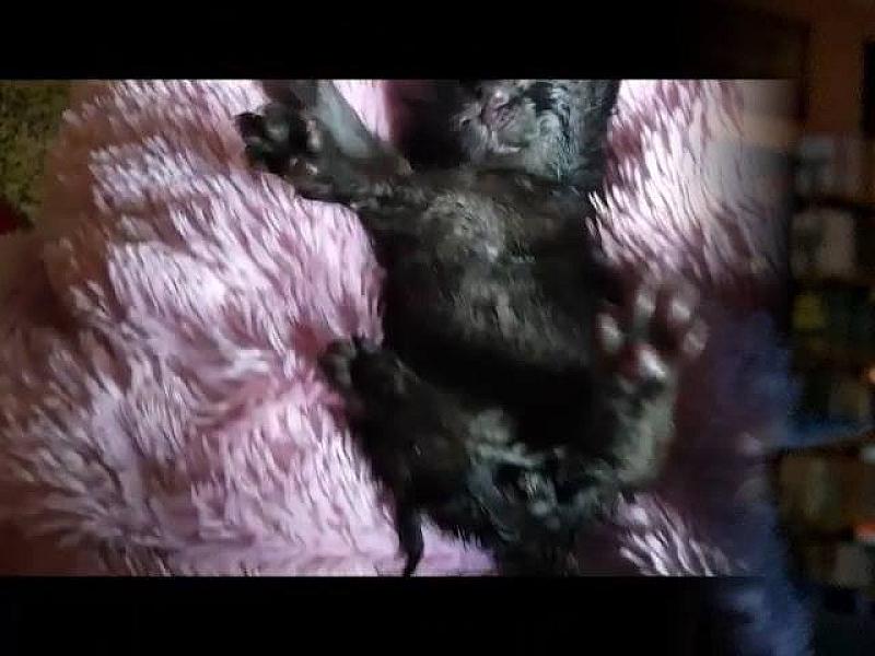 Kattenpraat