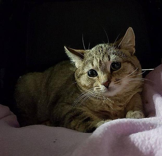 Kattenpraat