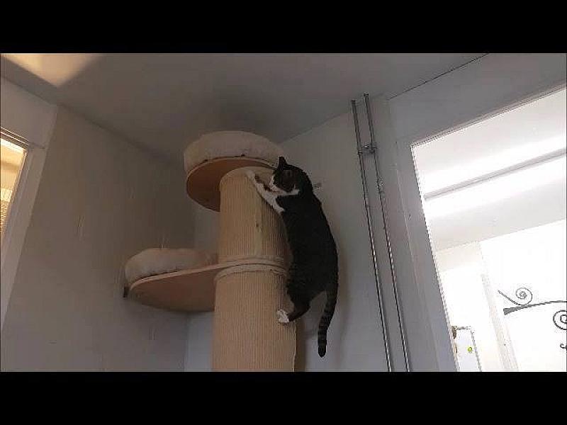 Kattenpraat