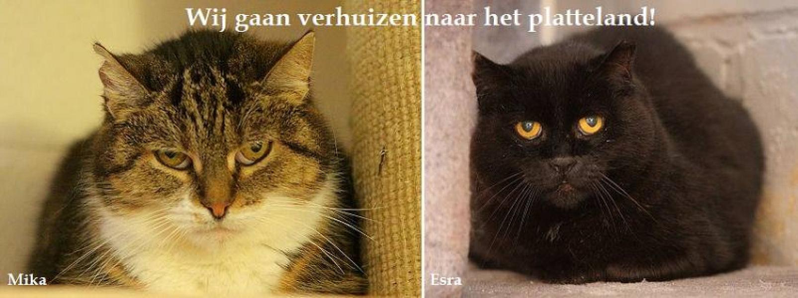 Kattenpraat