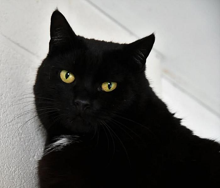 Kattenpraat