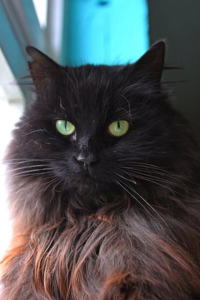Kattenpraat