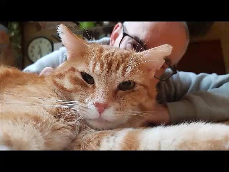 Kattenpraat
