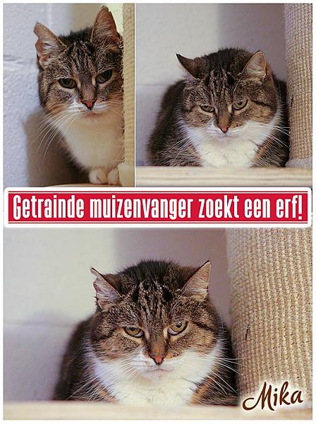 Kattenpraat